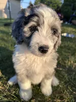 Turquoise, a female Bernedoodle for sale in Grand Rapids, MI – 1 of 2