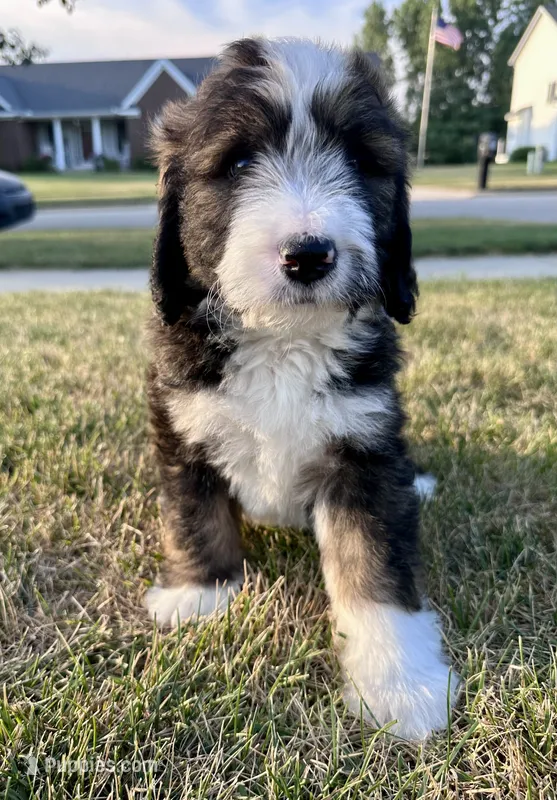Blue – Bernedoodle puppy for sale in Grand Rapids, MI