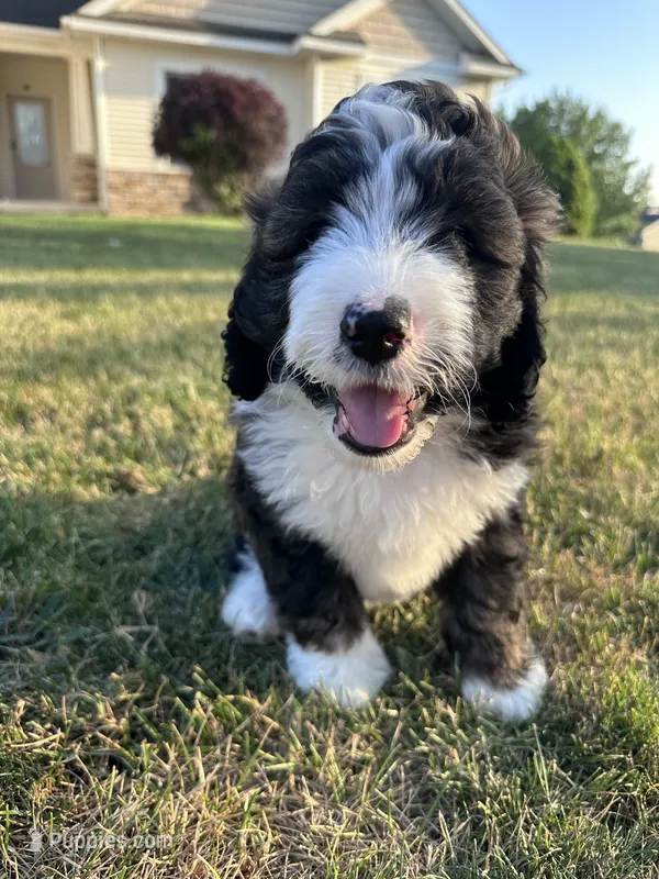 Orange – Bernedoodle puppy for sale in Grand Rapids, MI