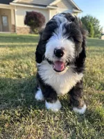 Orange, a male Bernedoodle for sale in Grand Rapids, MI – 1 of 1