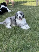 Turquoise, a female Bernedoodle for sale in Grand Rapids, MI – 2 of 2