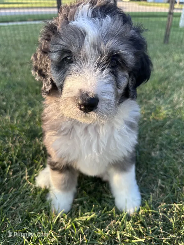 Pink  – Bernedoodle puppy for sale in Grand Rapids, MI