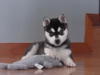 processed/c01eefb9-9a99-4863-a7dc-c541e3b8edd8/listing/43d172e9-a488-426e-8333-6bc5dba3e9cb/1943f287-9c91-463b-954b-9e560f9e47d2