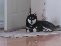 processed/c01eefb9-9a99-4863-a7dc-c541e3b8edd8/listing/43d172e9-a488-426e-8333-6bc5dba3e9cb/eecbb364-54d9-4035-bd41-53402c0d4ef0