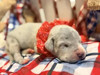Kerfuffle, a female Great Dane for sale in Lexington, NC – 4 of 5