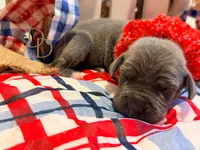 Shambles, a female Great Dane for sale in Lexington, NC – 5 of 5