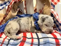 Chaos, a male Great Dane for sale in Lexington, NC – 6 of 6