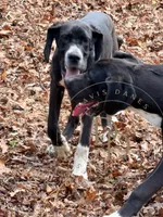 Joan, a female Great Dane for sale in Lexington, NC – 7 of 9
