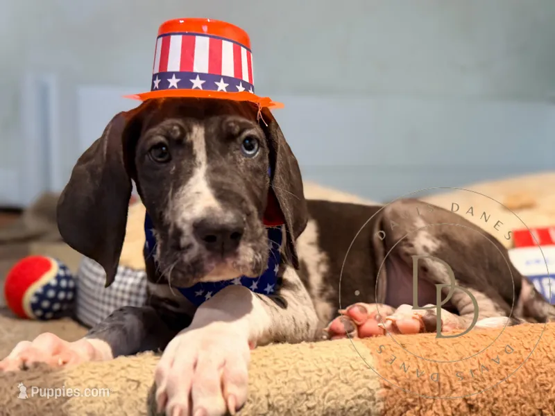 Hank, a male Great Dane for sale in Lexington, NC – 1 of 10