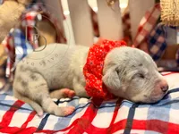 Kerfuffle, a female Great Dane for sale in Lexington, NC – 2 of 5