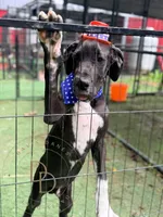 Captain Hook, a male Great Dane for sale in Lexington, NC – 5 of 6