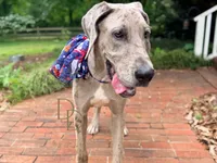 Phoebe, a female Great Dane for sale in Lexington, NC – 4 of 6