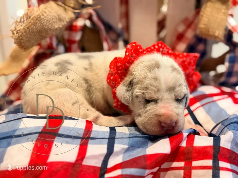 Drama – Great Dane puppy for sale in Lexington, NC