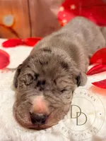 Stash, a male Great Dane for sale in Lexington, NC – Photo 4 of 5