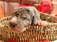 Stash, a male Great Dane for sale in Lexington, NC – Photo 5 of 5