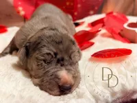 Stash, a male Great Dane for sale in Lexington, NC – Photo 3 of 5