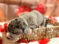 Stash, a male Great Dane for sale in Lexington, NC – Photo 1 of 5