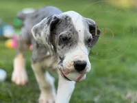 Jack Sparrow, a male Great Dane for sale in Lexington, NC – Photo 2 of 5