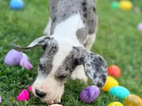 Jack Sparrow, a male Great Dane for sale in Lexington, NC – Photo 4 of 5