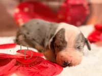 Jack Sparrow, a male Great Dane for sale in Lexington, NC – Photo 3 of 5