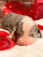 Jack Sparrow, a male Great Dane for sale in Lexington, NC – Photo 1 of 5