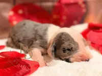 Jack Sparrow, a male Great Dane for sale in Lexington, NC – Photo 2 of 5