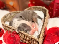 Jack Sparrow, a male Great Dane for sale in Lexington, NC – Photo 4 of 5