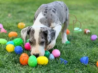 Jack Sparrow, a male Great Dane for sale in Lexington, NC – Photo 5 of 5