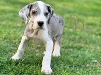Jack Sparrow, a male Great Dane for sale in Lexington, NC – Photo 3 of 5