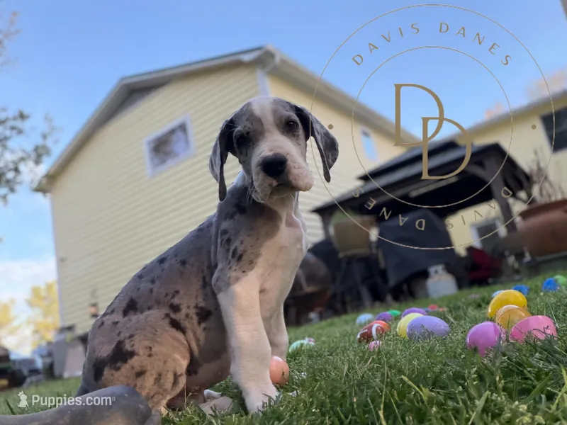 Jack Sparrow, a male Great Dane for sale in Lexington, NC – Photo 1 of 5