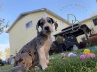 Jack Sparrow, a male Great Dane for sale in Lexington, NC – Photo 1 of 5