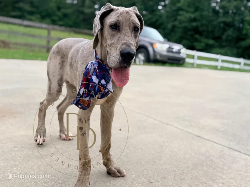 Phoebe – Great Dane puppy for sale in Lexington, NC
