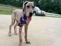Phoebe, a female Great Dane for sale in Lexington, NC – 1 of 6