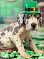 Blue Harlequin Male, a male Great Dane for sale in Lexington, NC – Photo 3 of 5