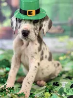 Blue Harlequin Male, a male Great Dane for sale in Lexington, NC – Photo 2 of 5
