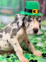 Blue Harlequin Male, a male Great Dane for sale in Lexington, NC – Photo 4 of 5