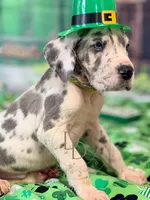 Blue Harlequin Male, a male Great Dane for sale in Lexington, NC – Photo 5 of 5