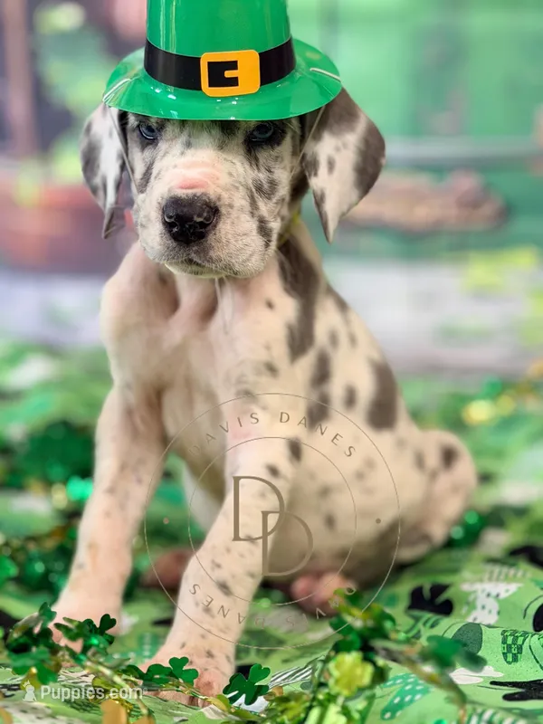 Blue Harlequin Male – Great Dane puppy for sale in Lexington, NC
