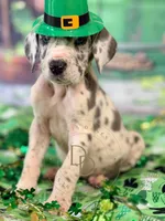 Blue Harlequin Male, a male Great Dane for sale in Lexington, NC – Photo 1 of 5