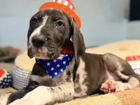 Hank, a male Great Dane for sale in Lexington, NC – 8 of 10