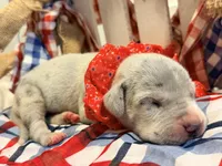 Kerfuffle, a female Great Dane for sale in Lexington, NC – 5 of 5