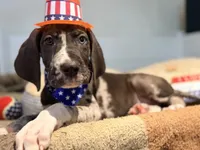 Hank, a male Great Dane for sale in Lexington, NC – 10 of 10