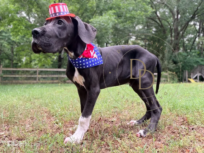 Captain Hook – Great Dane puppy for sale in Lexington, NC