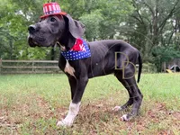 Captain Hook, a male Great Dane for sale in Lexington, NC – 1 of 6