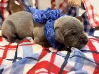 Mayhem, a male Great Dane for sale in Lexington, NC – 4 of 5