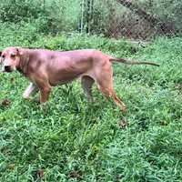 Sandy, a female Great Dane for sale in Lexington, NC – Photo 3 of 5
