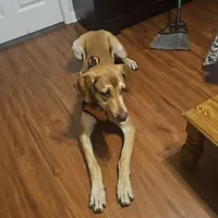 Sandy, a female Great Dane for sale in Lexington, NC – Photo 2 of 5