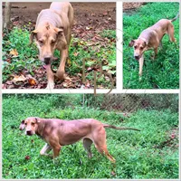 Sandy, a female Great Dane for sale in Lexington, NC – Photo 1 of 5