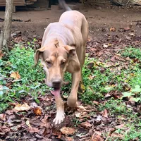 Sandy, a female Great Dane for sale in Lexington, NC – Photo 5 of 5
