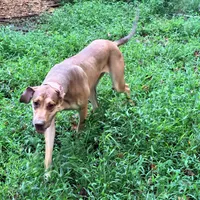 Sandy, a female Great Dane for sale in Lexington, NC – Photo 4 of 5